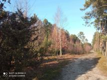 Działka leśna Karolinów. Zdjęcie 1