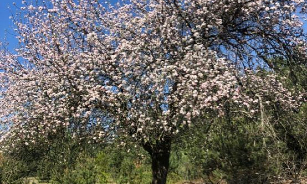 Działka budowlana Tomaszew. Zdjęcie 11