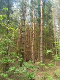 Działka leśna Bryzgów Kalapatów, brak. Zdjęcie 4