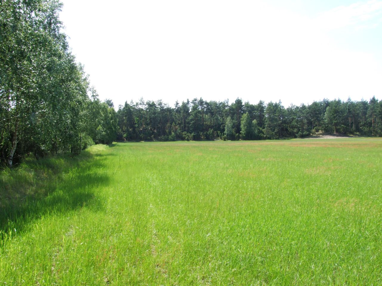 Działka budowlana Sąsieczno Miszek, ul. Adama Mickiewicza. Zdjęcie 3