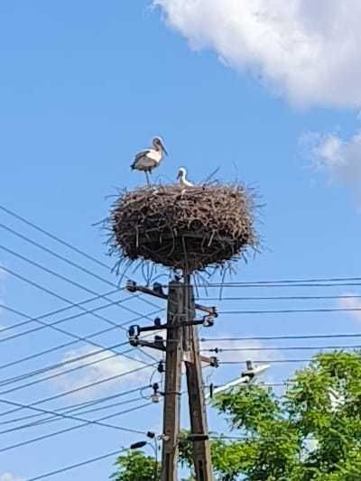 dom wolnostojący, 2 pokoje Skoki. Zdjęcie 8