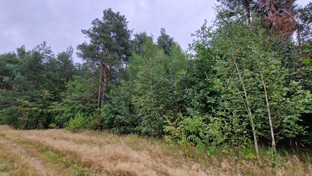 Działka inwestycyjna Wszewilki Pomorska, ul. Leśna. Zdjęcie 12
