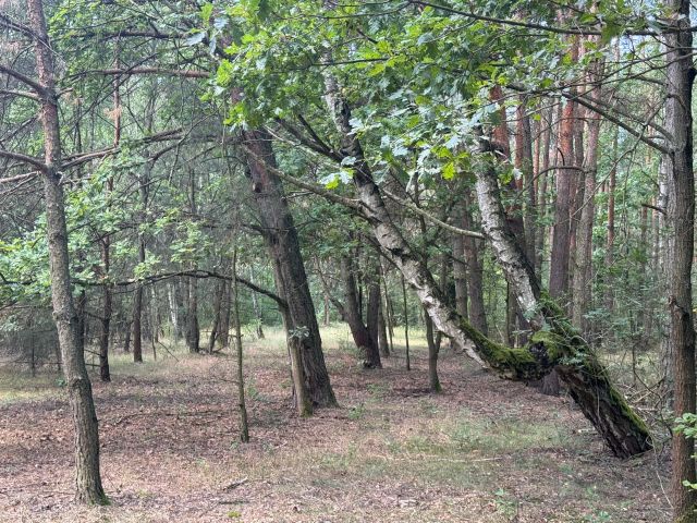 Działka budowlana Alfonsów. Zdjęcie 9