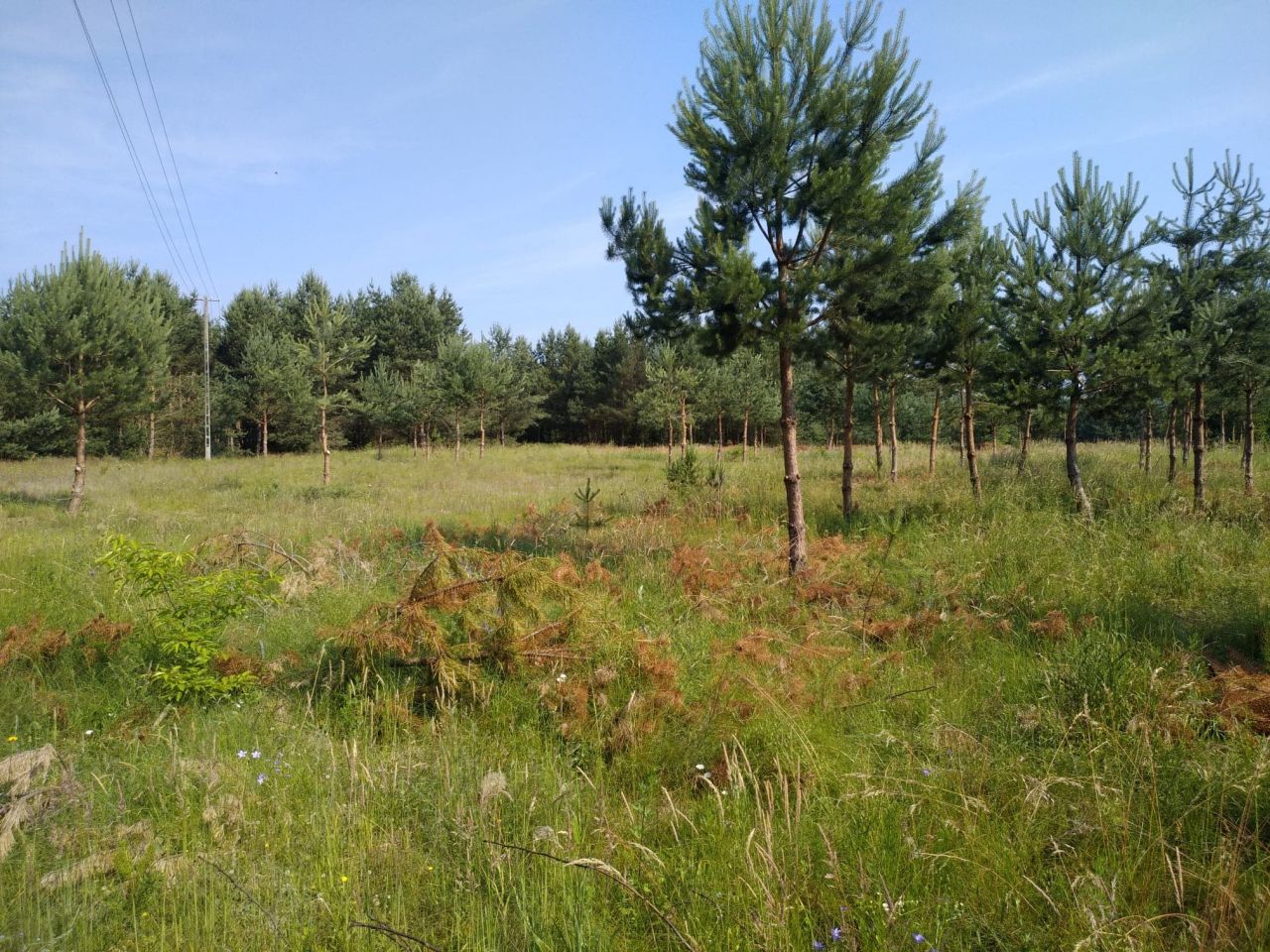 Działka budowlana Bartoszylas. Zdjęcie 8