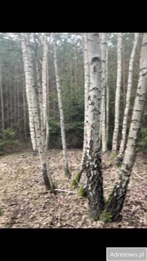 Działka leśna Górowo. Zdjęcie 5