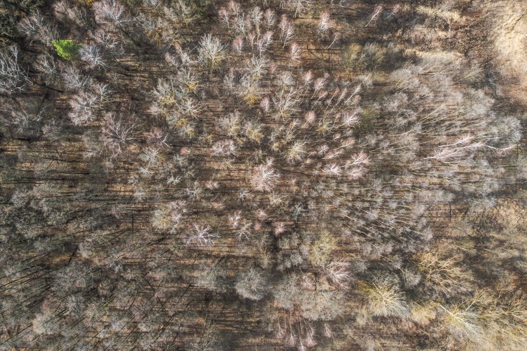 Działka budowlana Słupno, ul. Cypriana Kamila Norwida. Zdjęcie 5