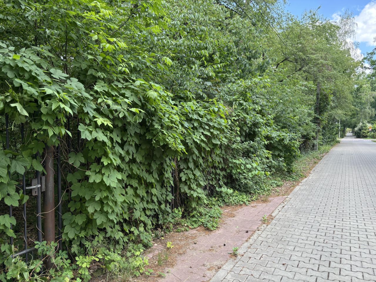 Działka budowlana Podkowa Leśna, Lilpopa 69. Zdjęcie 2