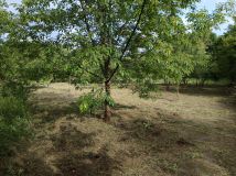 Działka rolna Mielec Cyranka, ul. Cyranowska. Zdjęcie 3