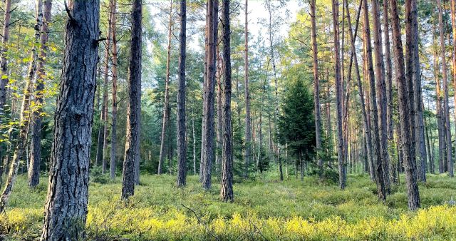 Działka leśna Rapy Dylańskie. Zdjęcie 1