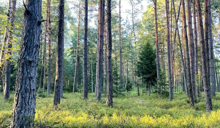 Działka leśna Rapy Dylańskie