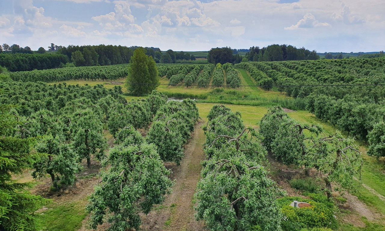 siedlisko Dębie. Zdjęcie 4