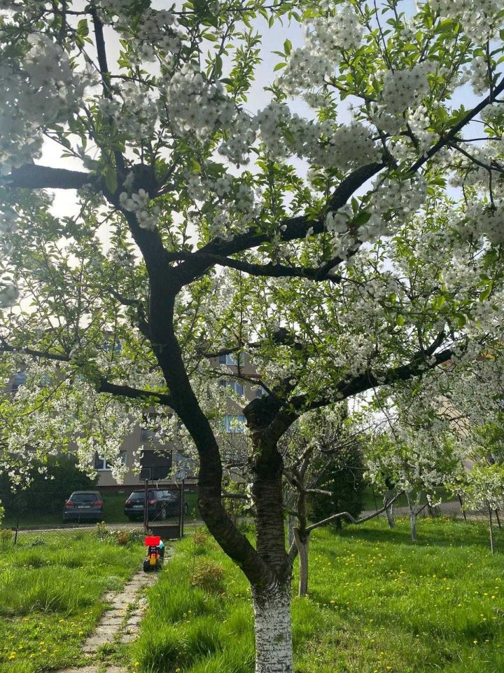 Działka rod Bydgoszcz, ul. Pielęgniarska. Zdjęcie 3