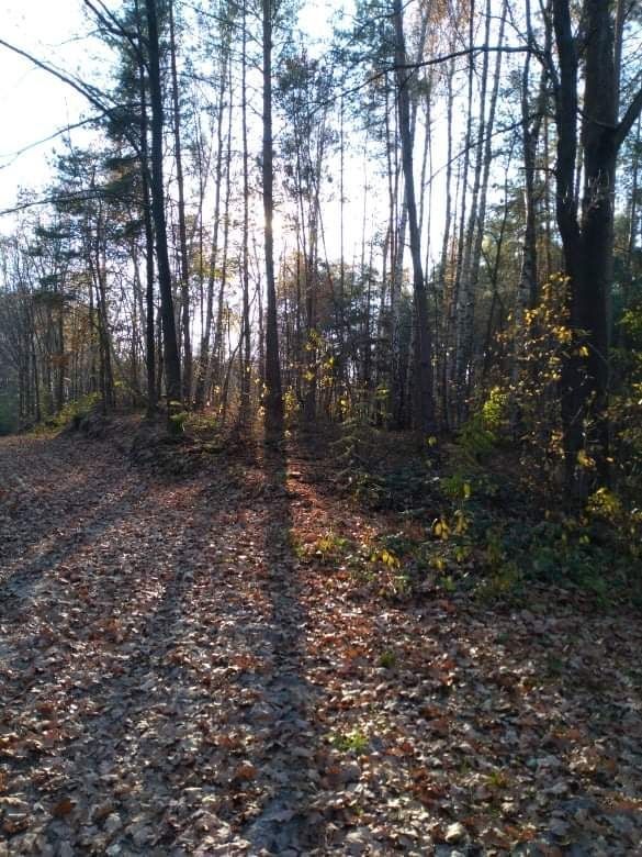 Działka Majdan Sieniawski. Zdjęcie 6