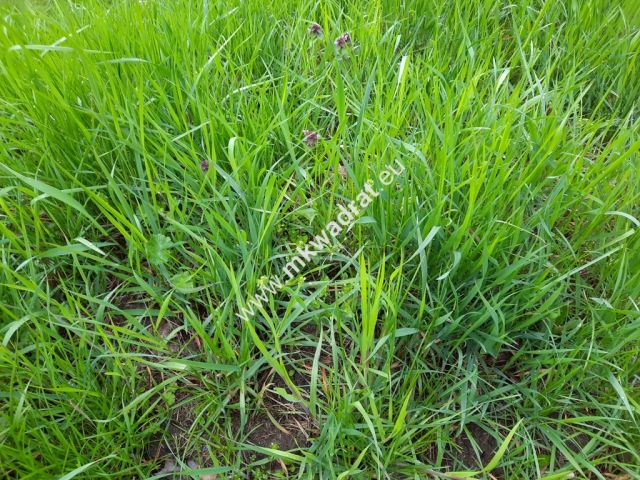 Działka budowlana Kazuń-Bielany. Zdjęcie 1