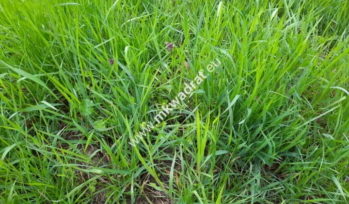 Działka budowlana Kazuń-Bielany