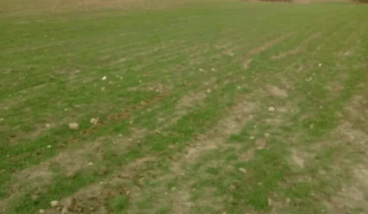 Działka rolno-budowlana Więckowy