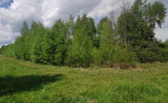 Działka rolno-budowlana Aleksandrów k. Wąsosza. Zdjęcie 2