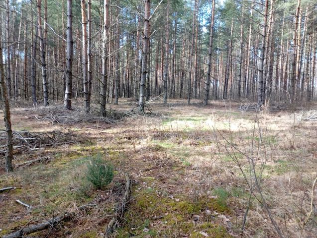 Działka budowlana Moszczona Pańska. Zdjęcie 1