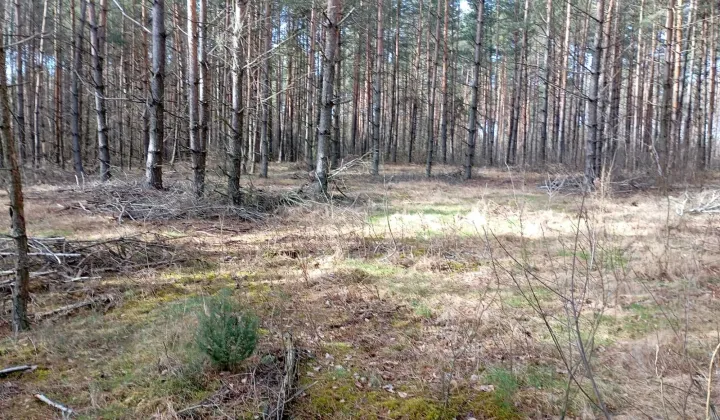 Działka budowlana Moszczona Pańska