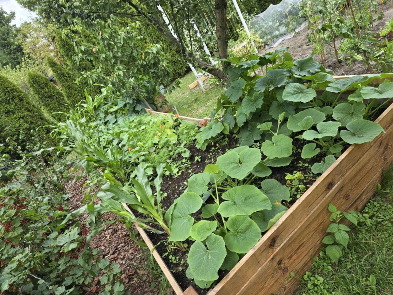 Działka rod Warszawa Rembertów. Zdjęcie 6