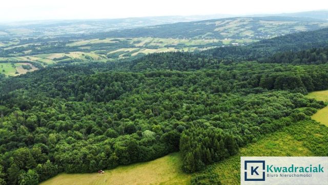 Działka leśna Stary Żmigród. Zdjęcie 6