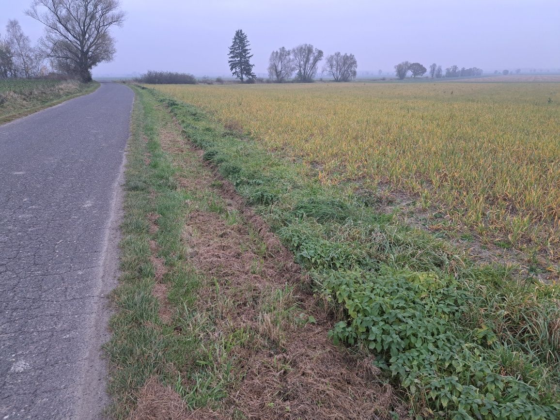 Działka rolno-budowlana Książnica. Zdjęcie 2