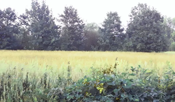 Działka budowlana Słubica Dobra, ul. Graniczna