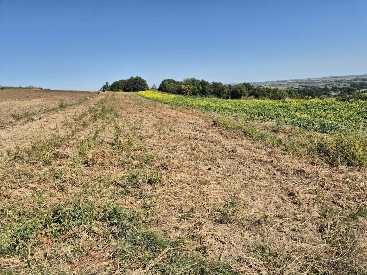 Działka rolna Koniusza. Zdjęcie 3