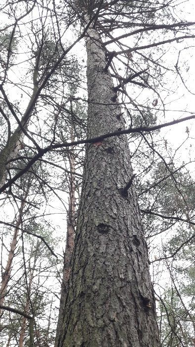 Działka leśna Huta Drewniana