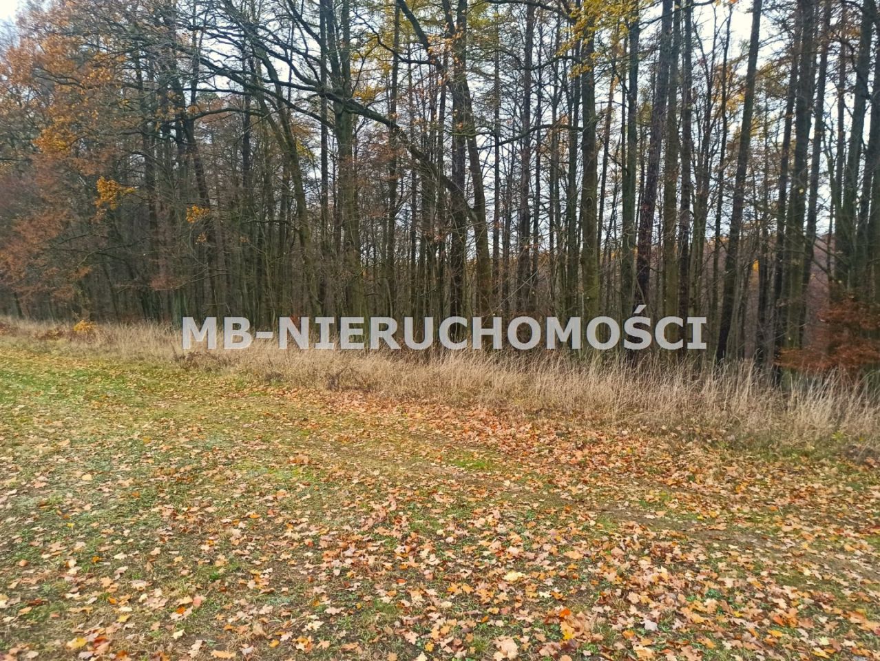 Działka rekreacyjna Skarpa. Zdjęcie 8