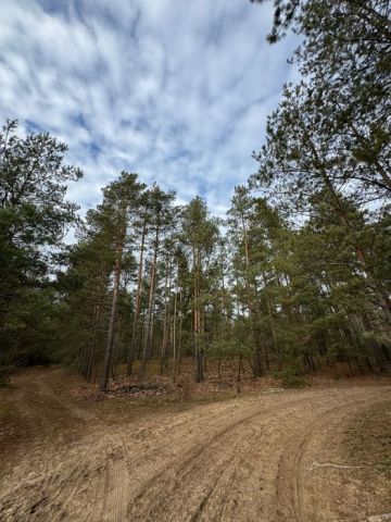 Działka leśna Budy Rumockie. Zdjęcie 1
