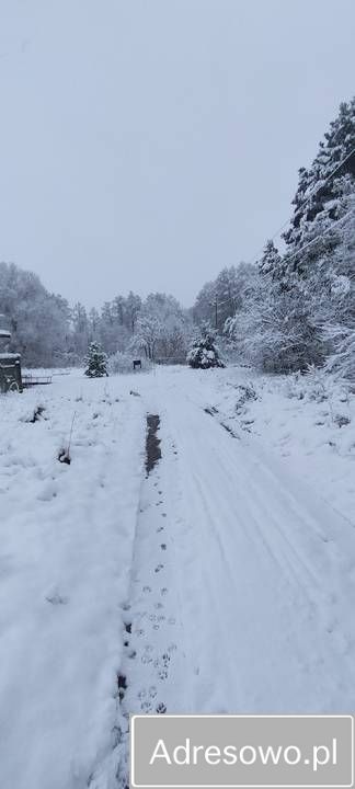 Działka rolna Lisewo. Zdjęcie 8