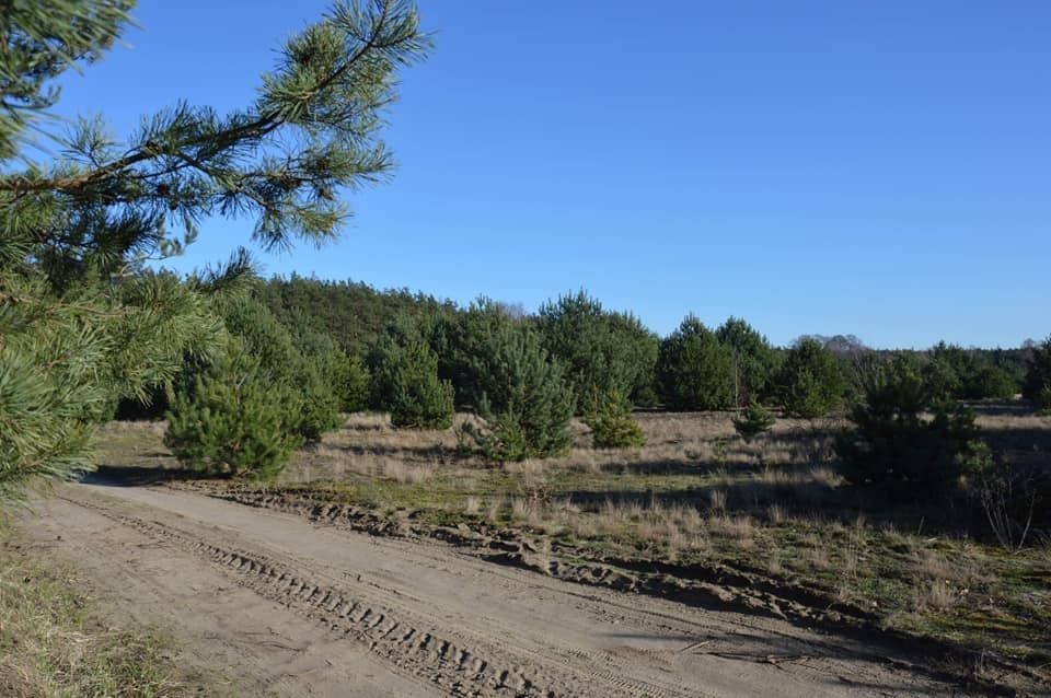 Działka budowlana Gąsiorowo. Zdjęcie 5