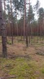 Działka leśna Siwianka. Zdjęcie 4