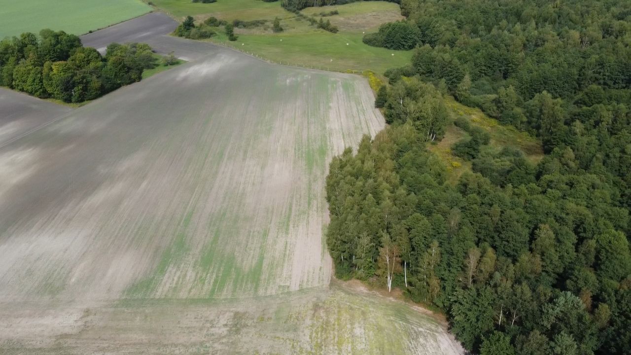 Działka rolna Wielkopole. Zdjęcie 8