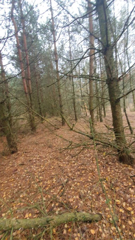 Działka leśna Helenów. Zdjęcie 5