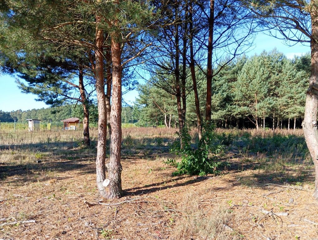 Działka budowlana Wypychów. Zdjęcie 4