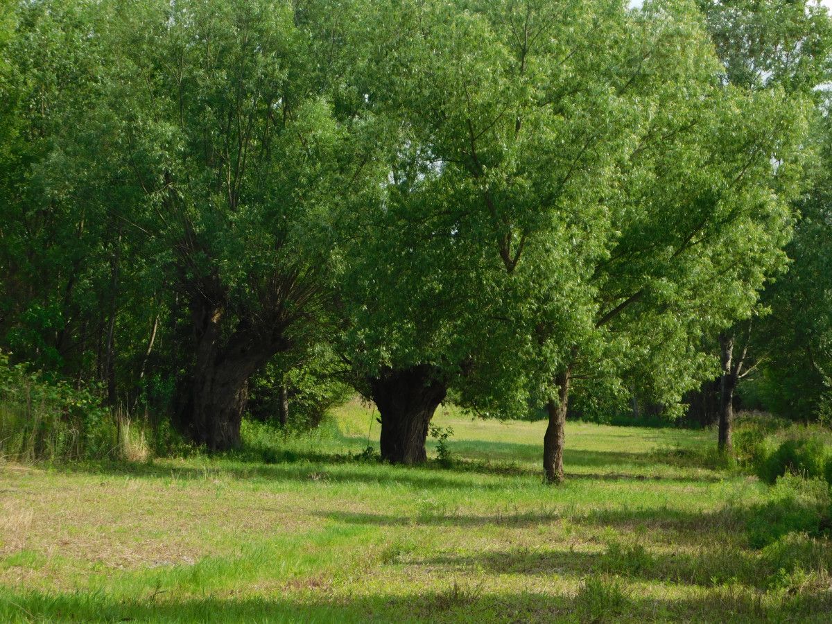 Działka budowlana Szymanów. Zdjęcie 3