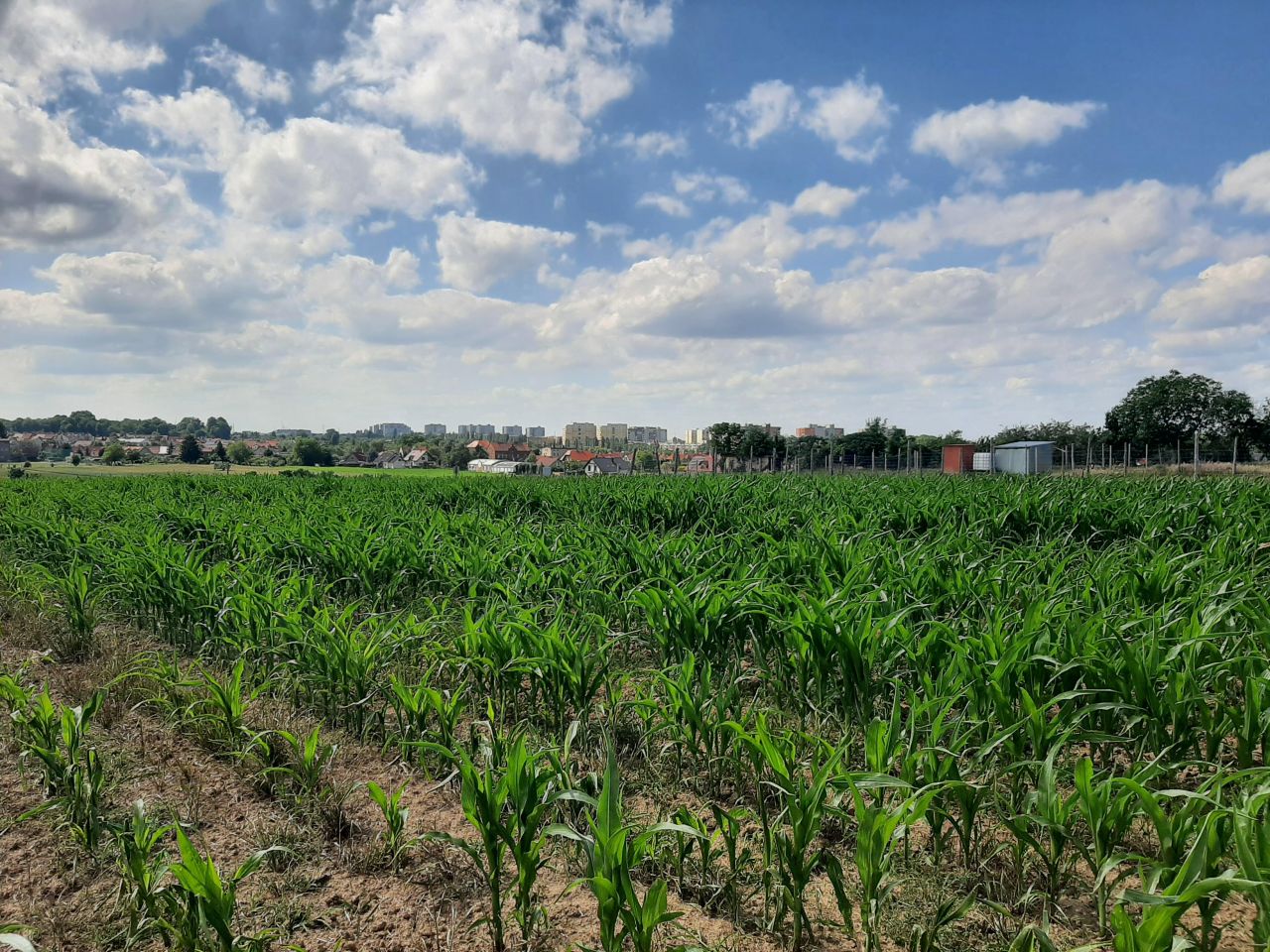 Działka budowlana Ruszowice, ul. Oliwkowa. Zdjęcie 3