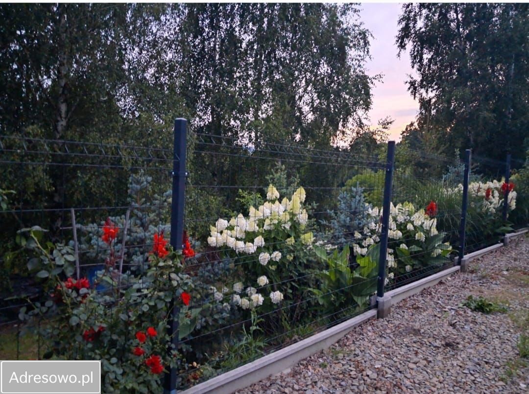 Działka budowlana Dąbrowa. Zdjęcie 3