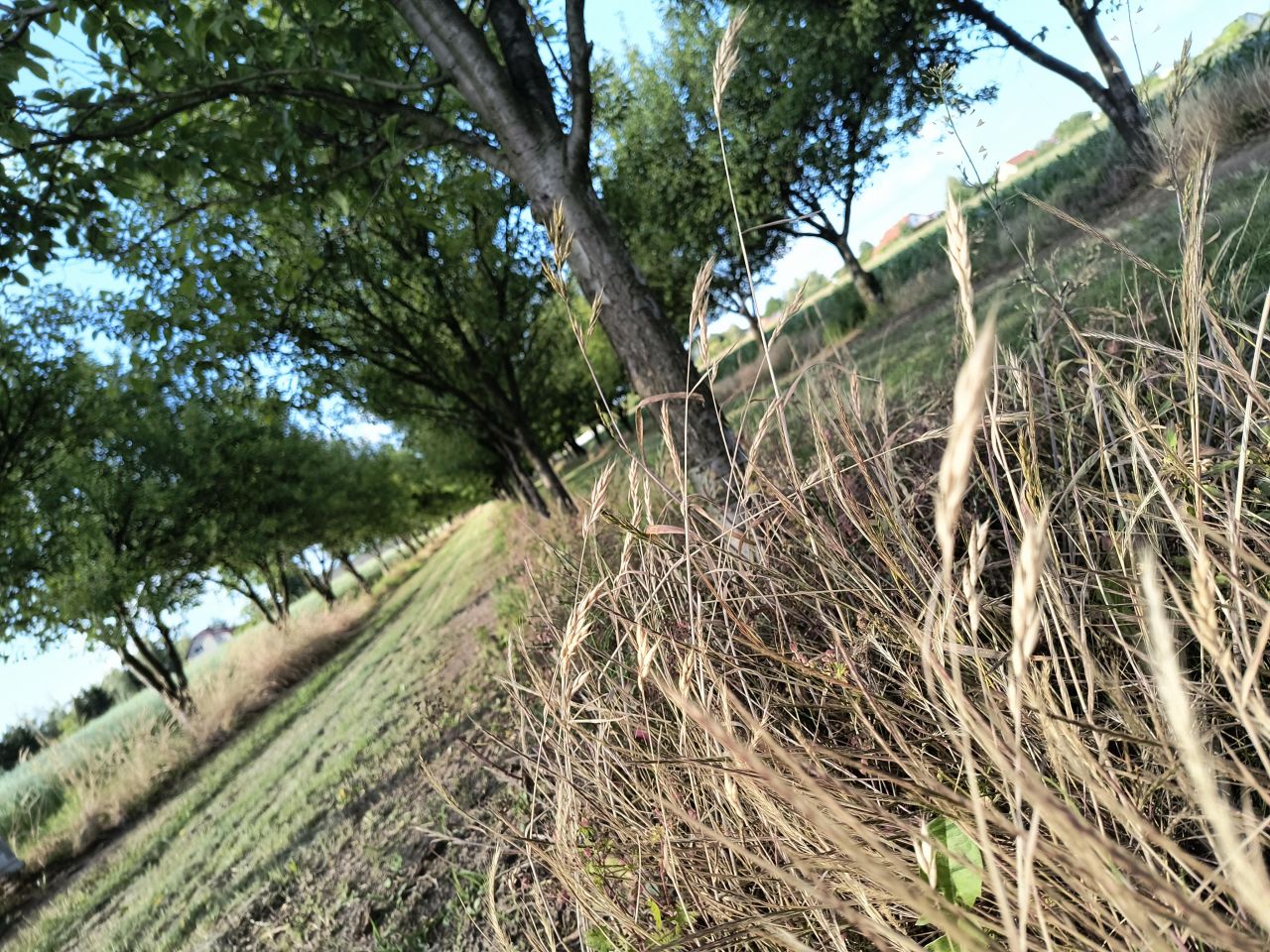 Działka inwestycyjna Zakrzew. Zdjęcie 5