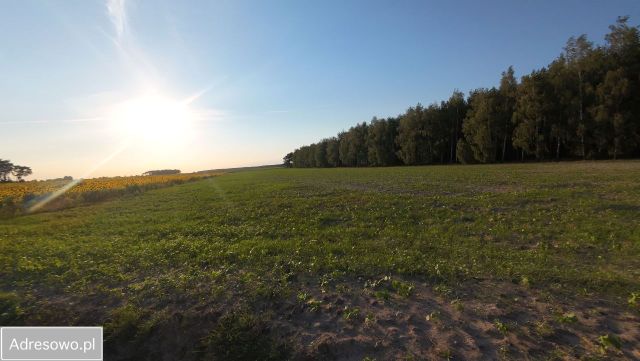 Działka budowlana Niemojewo. Zdjęcie 1