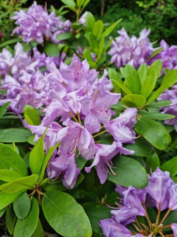 Działka rekreacyjna Warszawa Saska Kępa, ul. Afrykańska. Zdjęcie 1