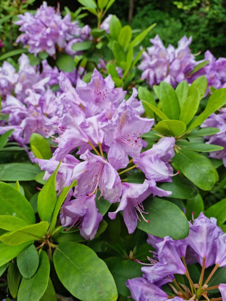 Działka rekreacyjna Warszawa Saska Kępa, ul. Afrykańska