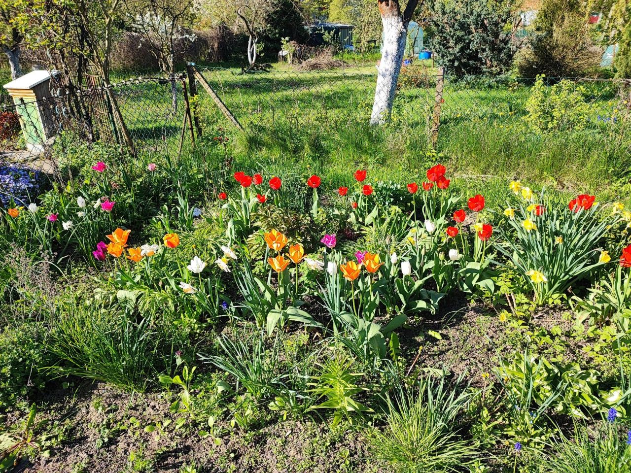 Działka rod Gorzów Wielkopolski. Zdjęcie 4