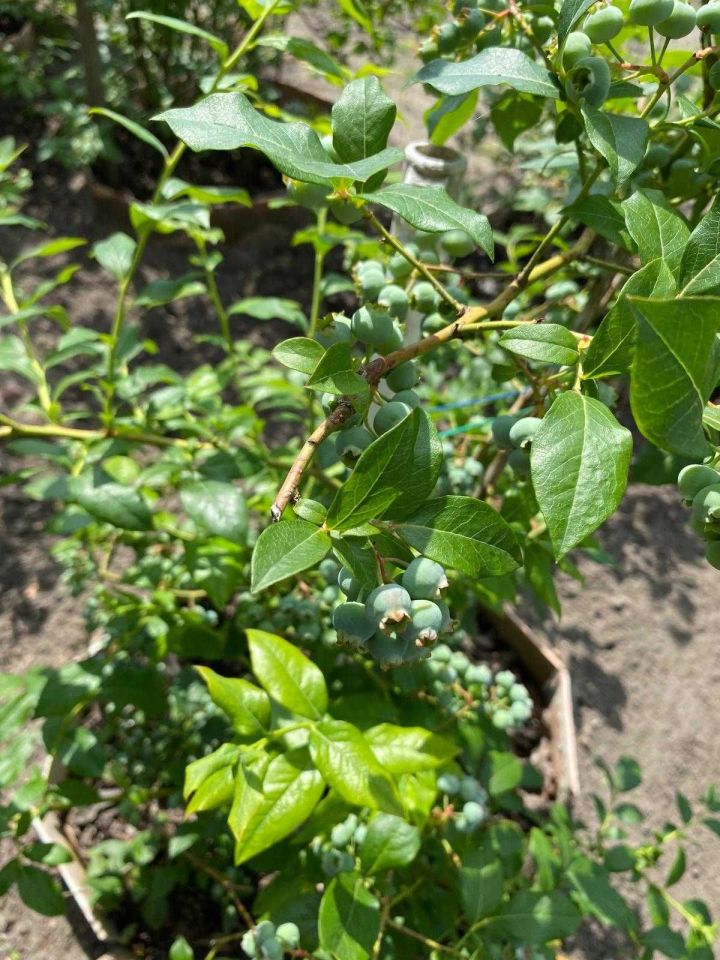 Działka rod Wągrowiec, ul. Gnieźnieńska. Zdjęcie 8