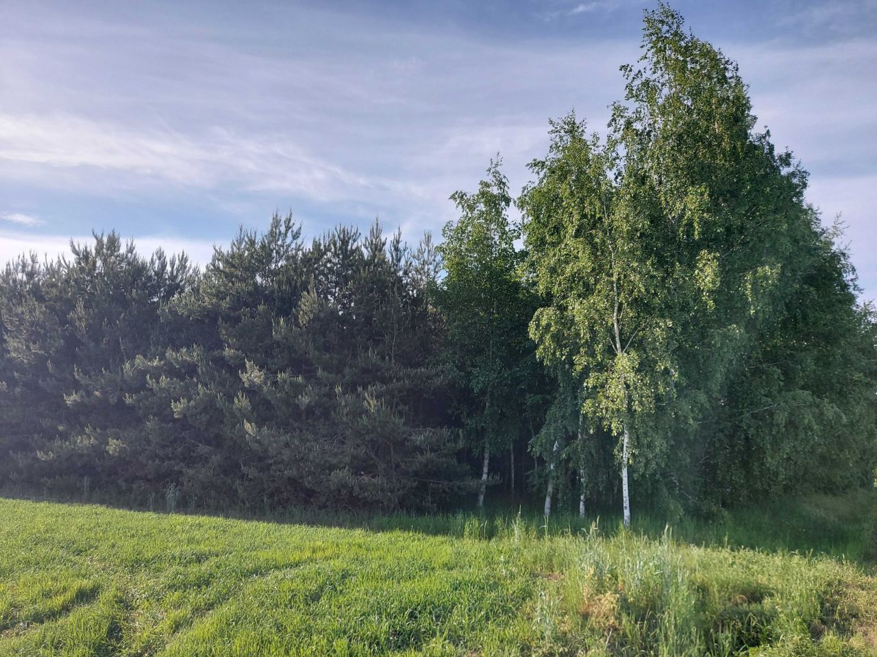 Działka leśna Zakrzewo-Parcele. Zdjęcie 5