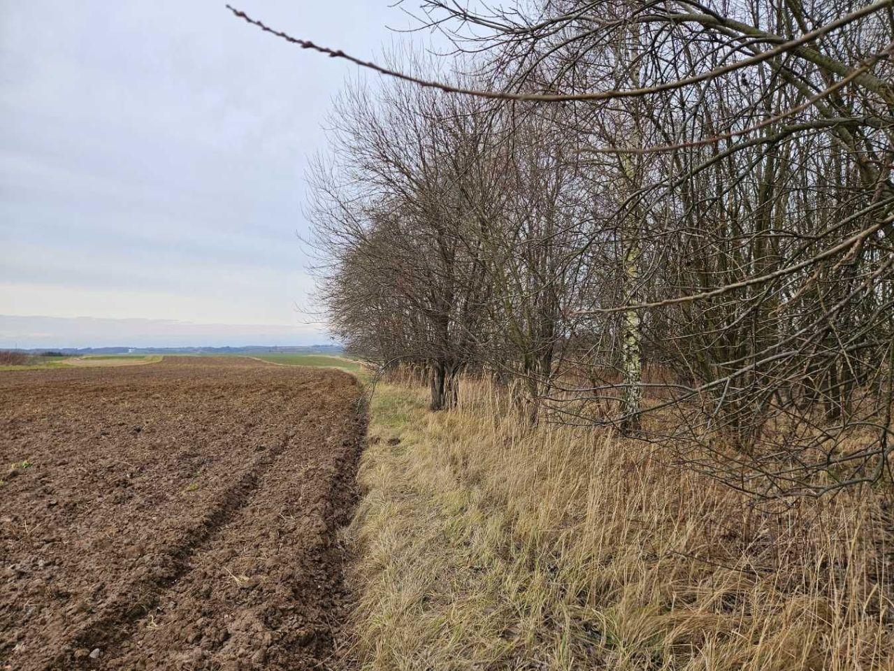 Działka leśna Zgłobień. Zdjęcie 6