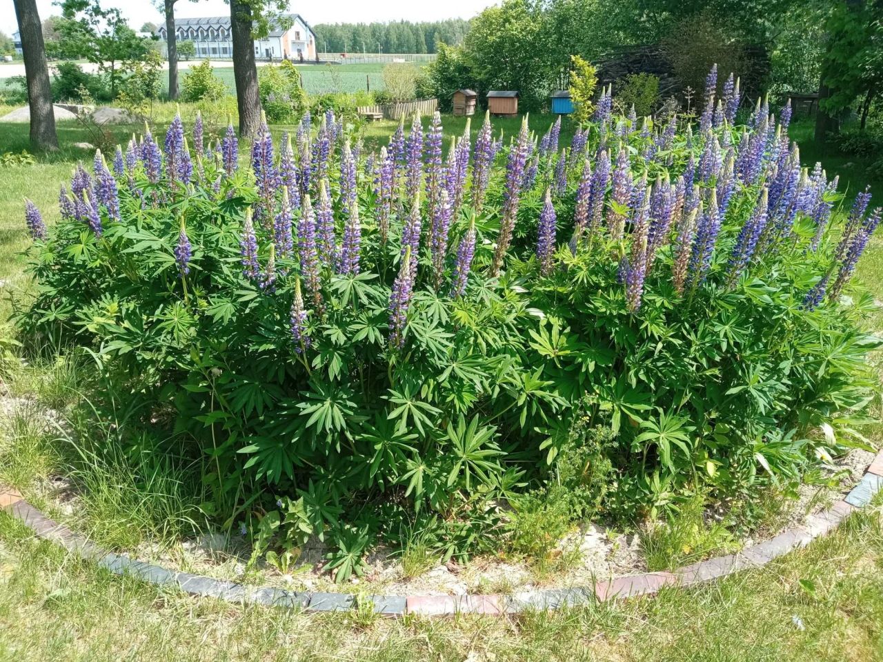 Działka siedliskowa Marianówka. Zdjęcie 8