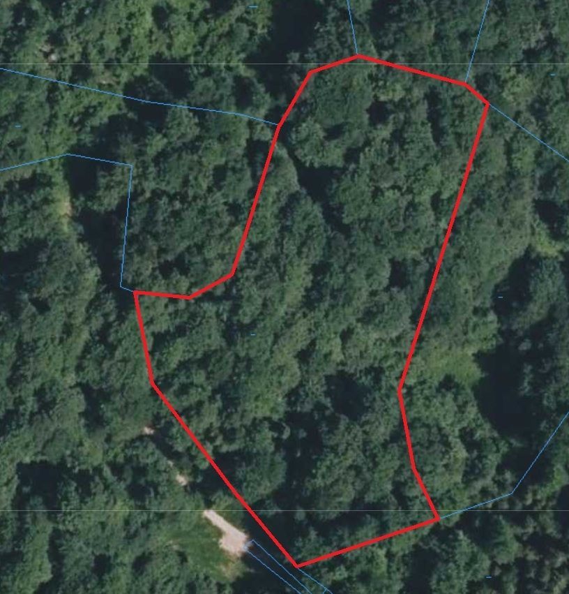 Działka leśna Szczawnica